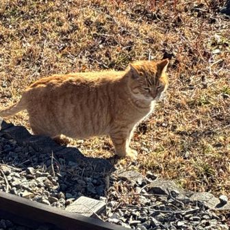 モノレールの線路でのんびりするネコチャン