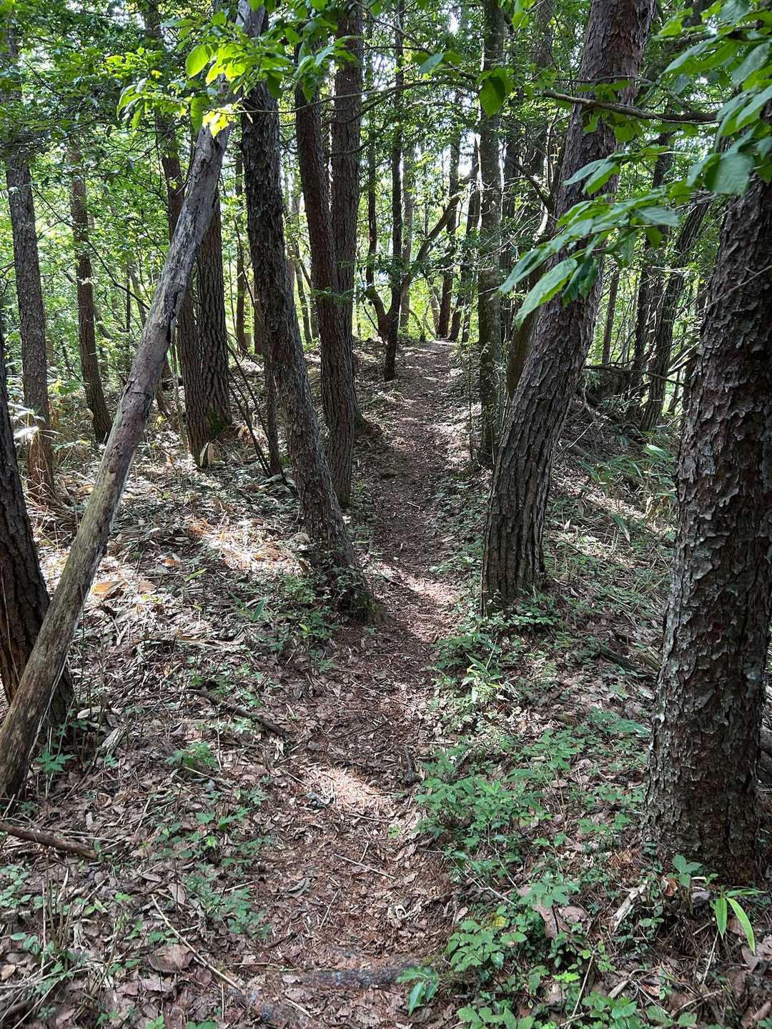 原山-松倉山 往復コースの写真