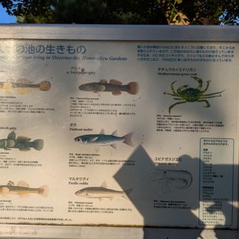 ここは汽水なので、海の生き物が生息