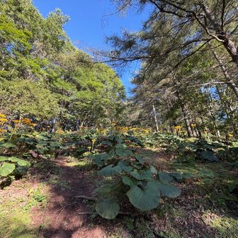 こんなに咲く季節に登ったことが無いが、この植物も増えてきた気がするのは毒性からか、鹿の嫌いな植物らしい。そのうちに石尾根を覆いつくしそうな気がする。やだねー