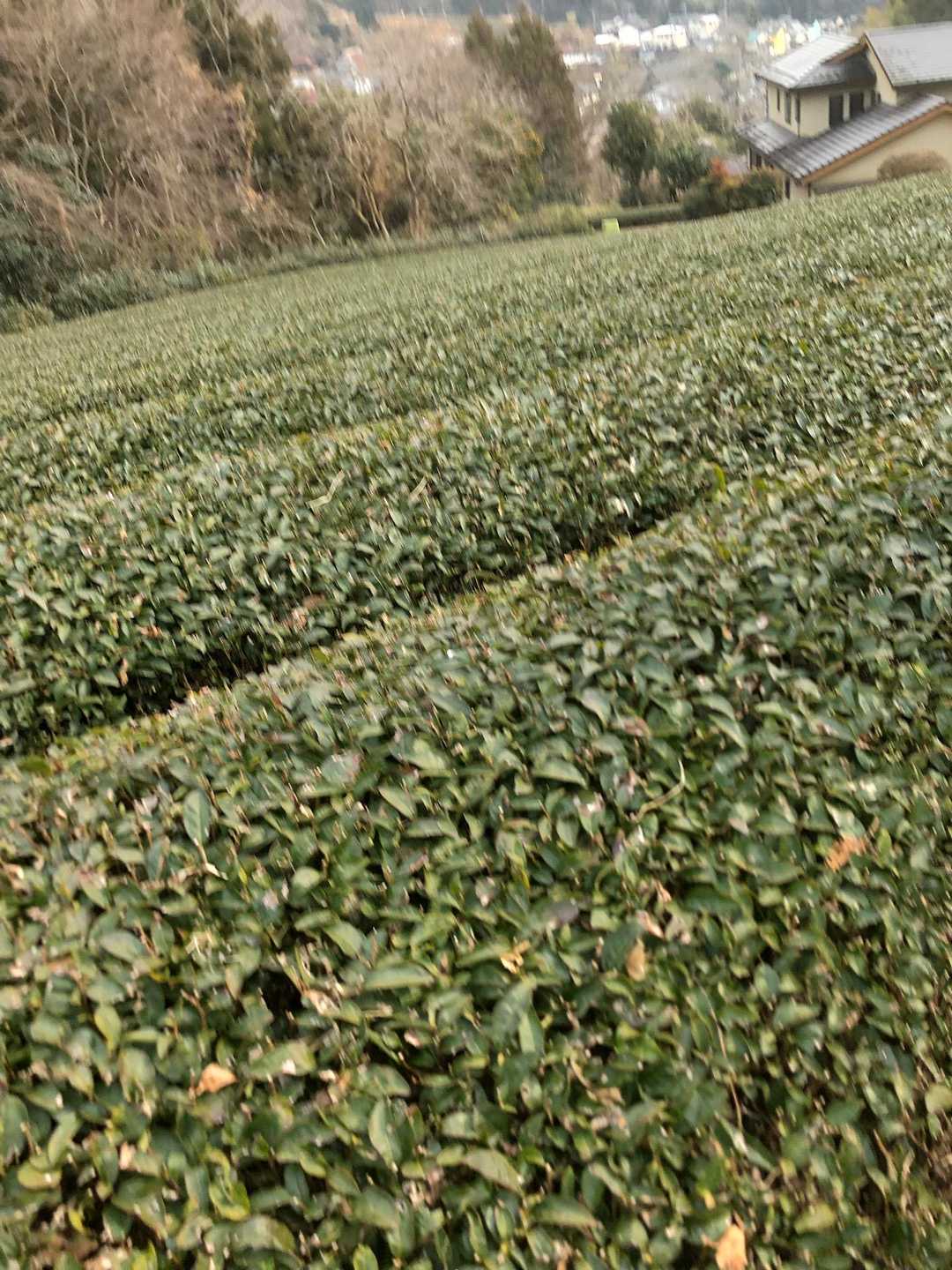 お〜いお茶🍵