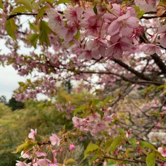 歩いていくと土手の下にピンクの塊
坂を下りていって見るとたぶん河津桜の奥に隠れ家カフェ発見☕✧
坂道の写真も撮ればよかったのに