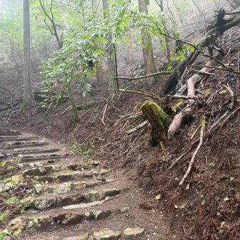 槇寄山方面に行くのは早々にあきらめ、鞘口峠から三頭山を目指します。
道に水が流れていたりしますが、よく整備されていることもあり、傘をさしながらでも大丈夫なくらい歩きやすい道です