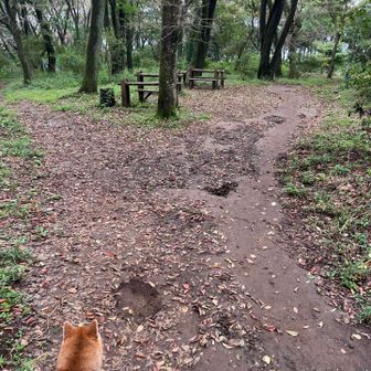 雰囲気の良い登山道🚶‍♂️‍➡️