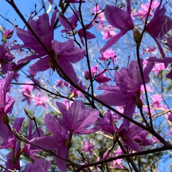 ミツバツツジ✨