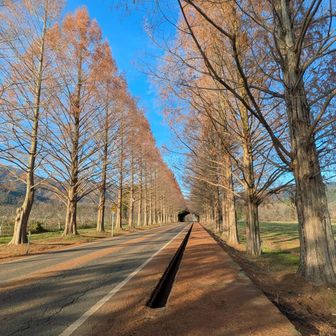 中盤辺りはスカスカ、歩道に落ち葉が山盛り🍂