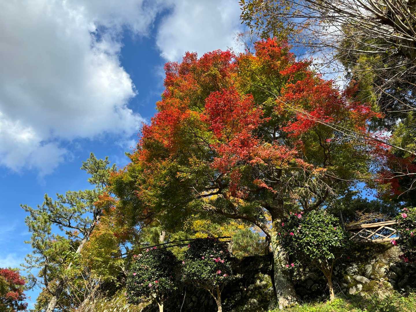 下界で良い感じの紅葉も。