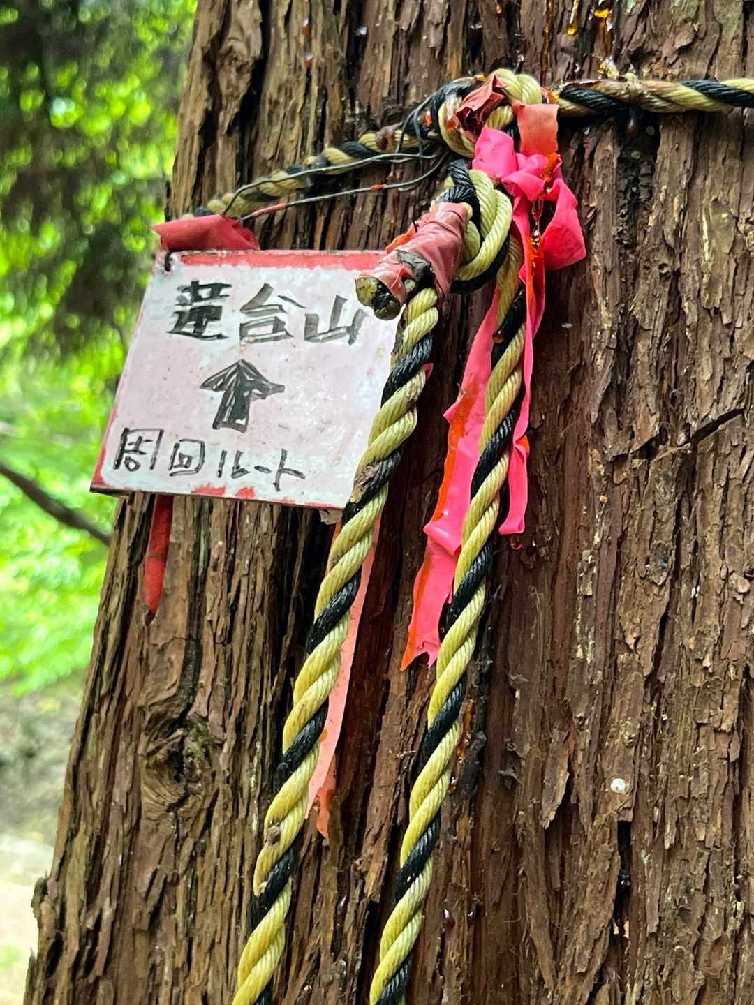 矢印の右でも左でもなくここの盛り上がった急登を登る事が分かり変な汗が💦