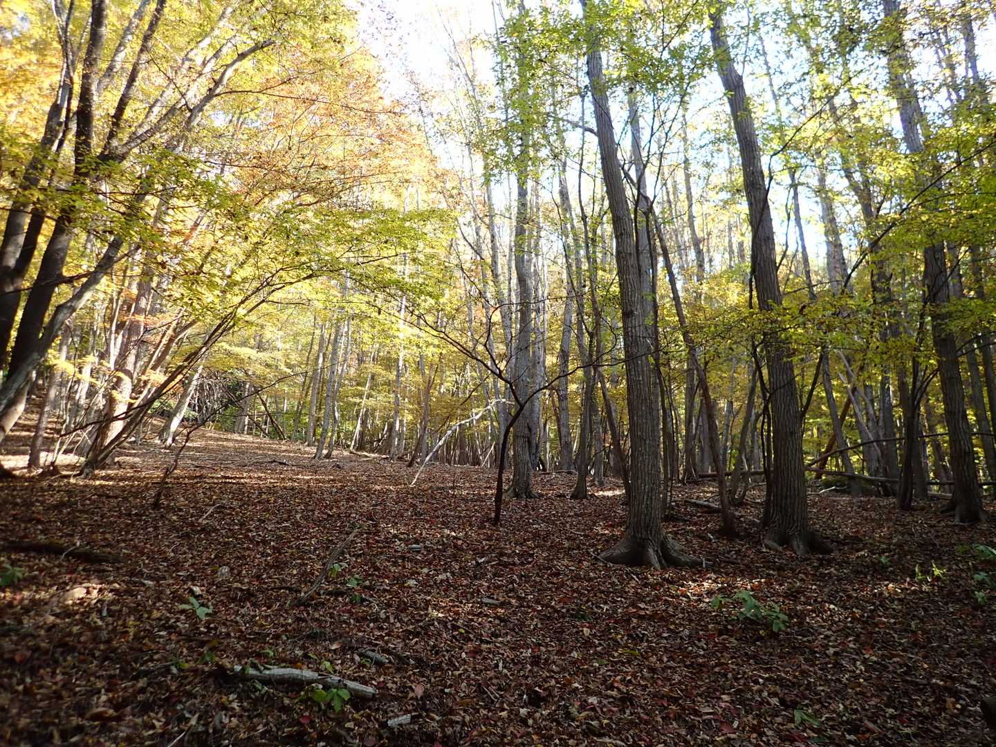 木々が広葉樹に変わると、紅葉に包まれていきます。