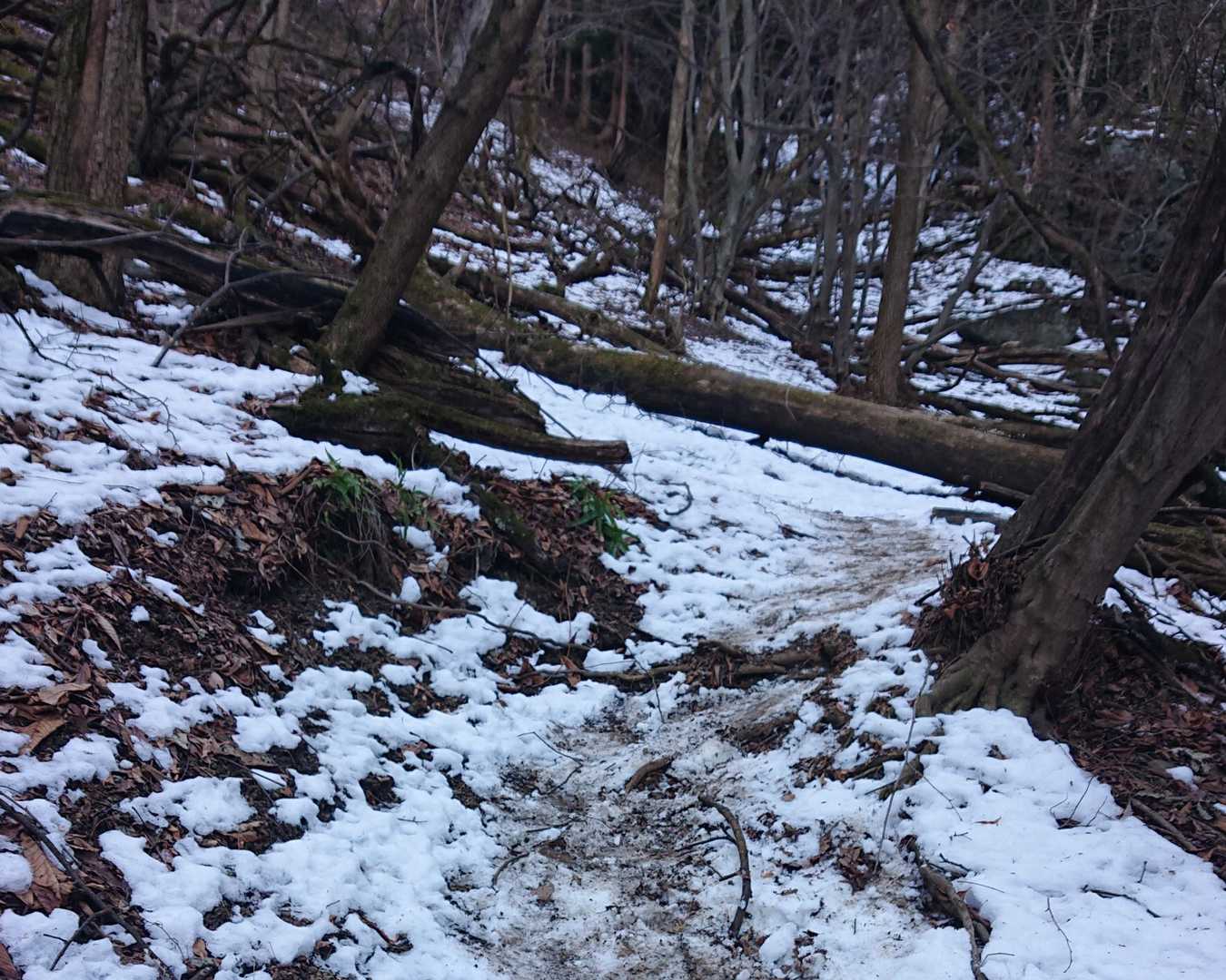 残雪アリ⛄早々にチェーンスパイク装着✊