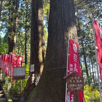 神社に向かう階段の途中にある夫婦杉🌲