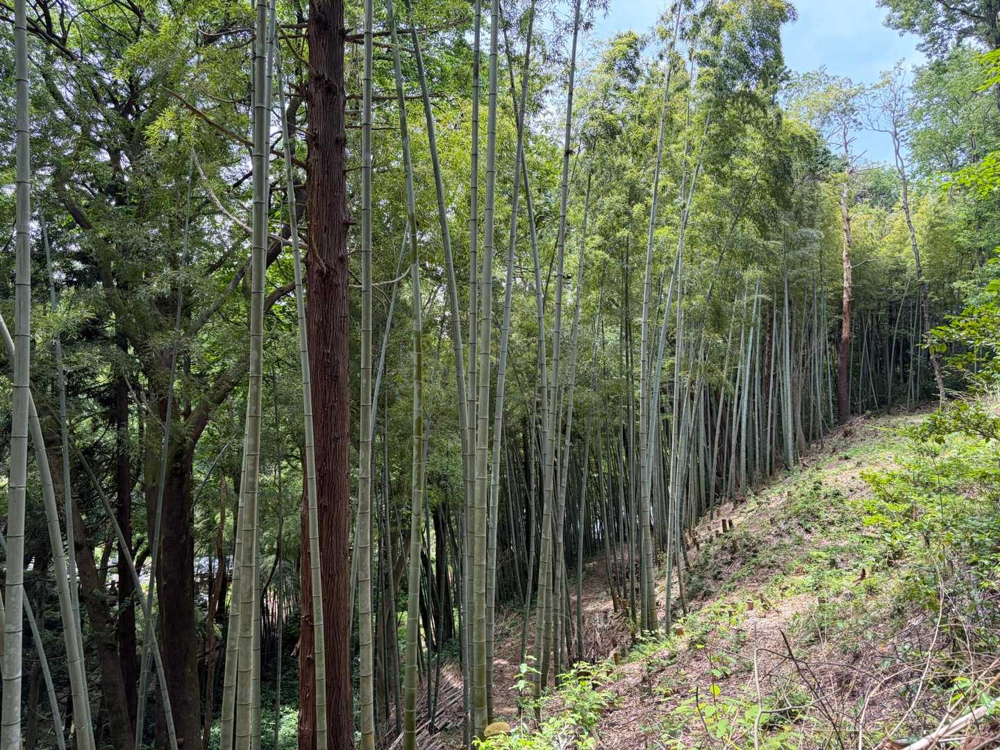 竹林が、キレイです