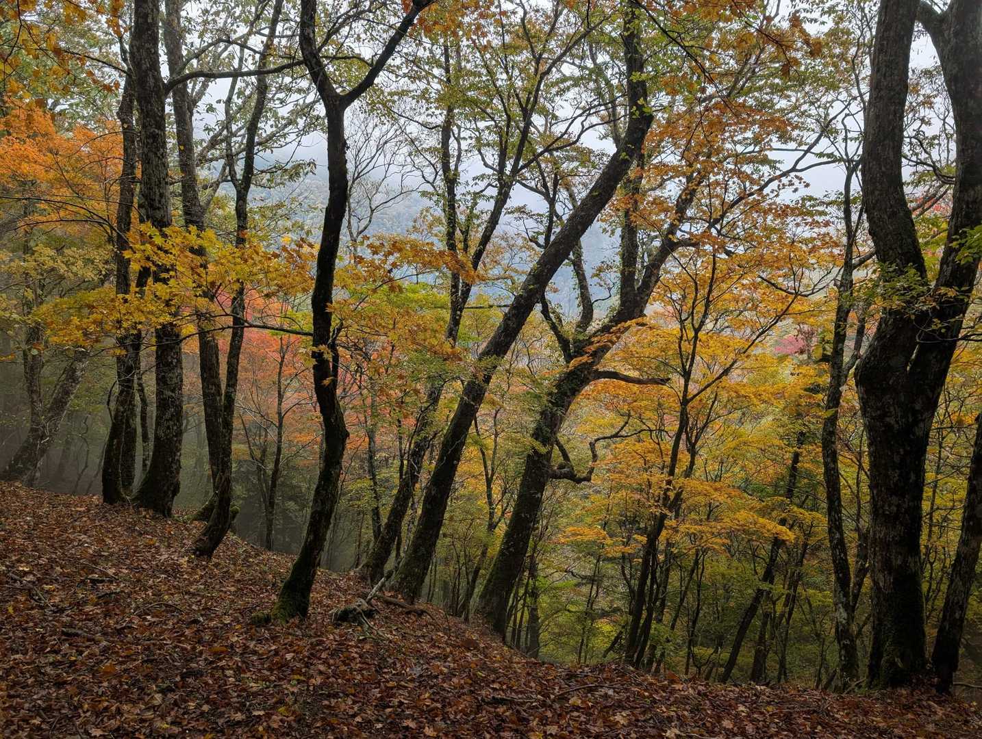 栃尾辻より。このあたりの高度になると紅葉は終わりかけ🤔