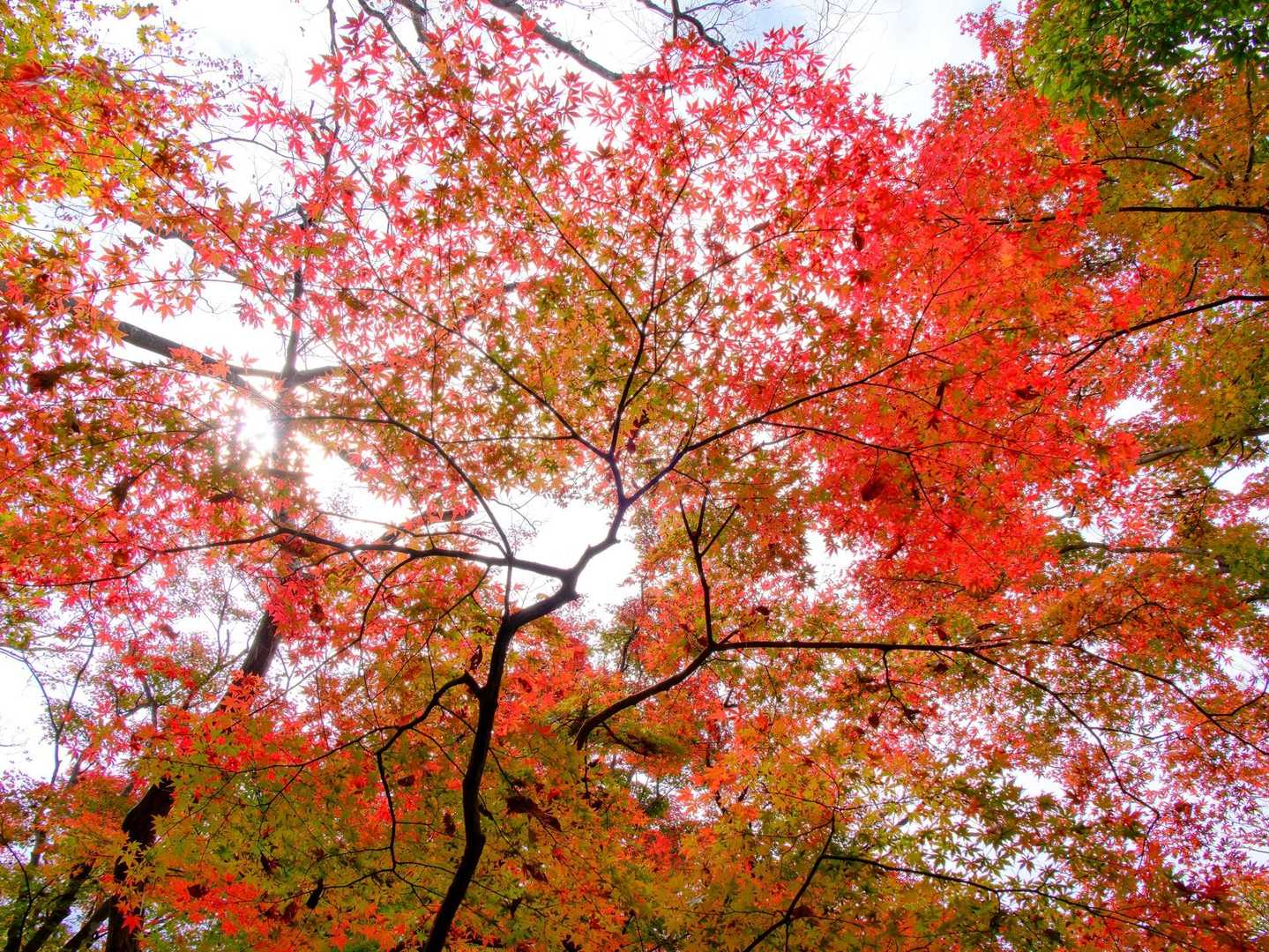 月居山の今日の紅葉　こんな感じです