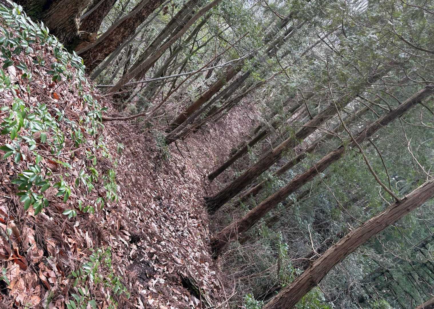 予習してから　この尾根を登ったら
また違う景色に見えたと思うが　残念🫤