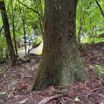 下山して来ました。　車3台いましたが、皆さん、登らずに帰って行きました😁　お疲れ山⛰️でした。