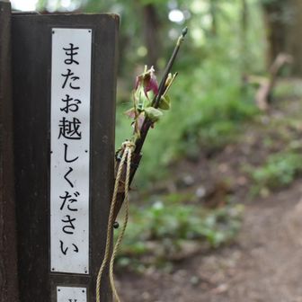 いや

本当

今日の山行を締め括ってる

これ
向かい側からの登山口の標識の裏側ですよ

そこに「またお越しください」って

…

そりゃまた伺いますよ

ほんと
このコースを仕立てた方に敬服します