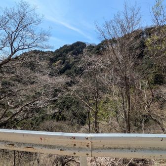 半原越のちょっと先のこの尾根を下る手もあったかな。踏み跡くらいあるだろうし。