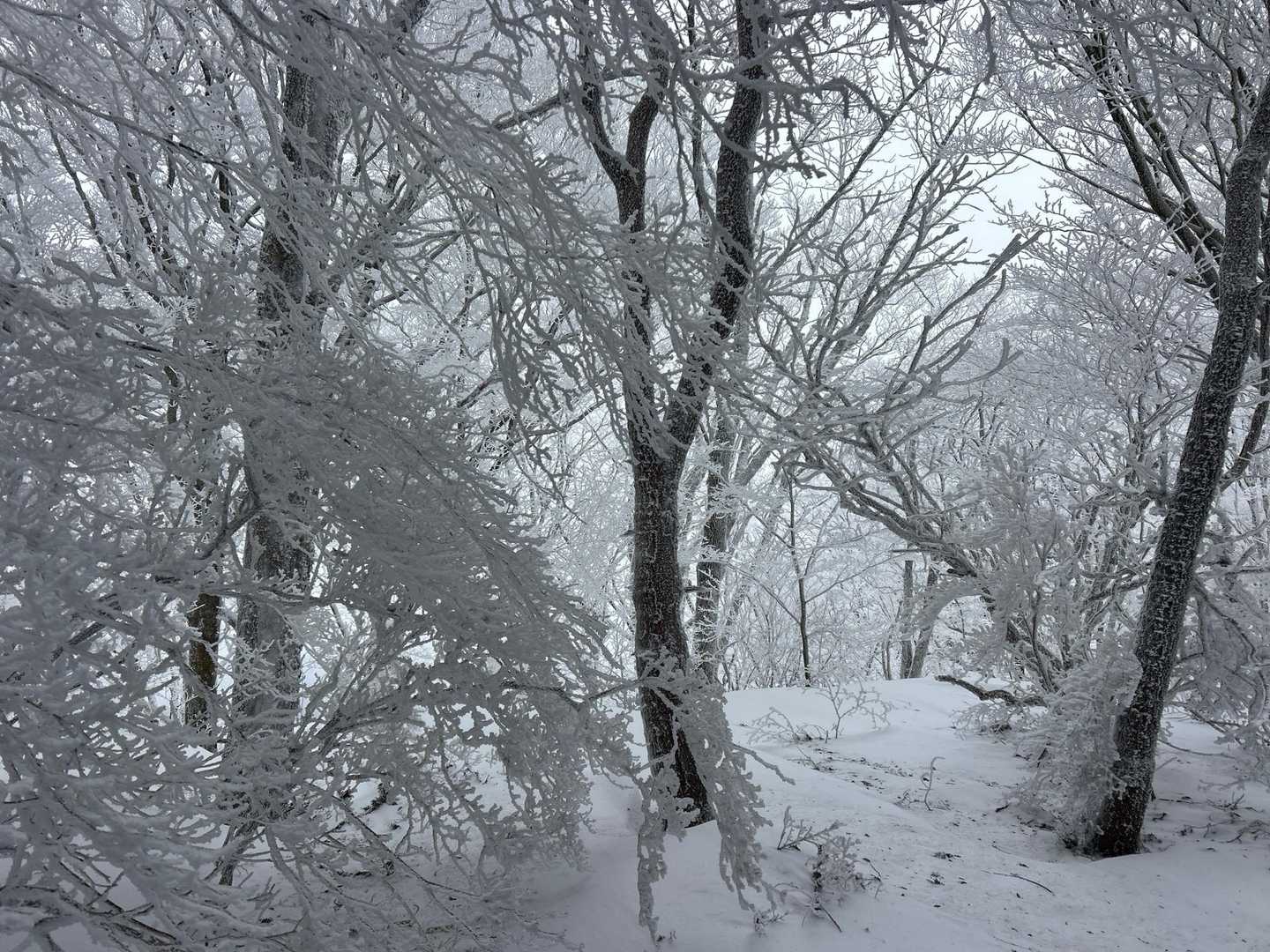 今年最後になりそうな皿ヶ嶺の霧氷トンネル