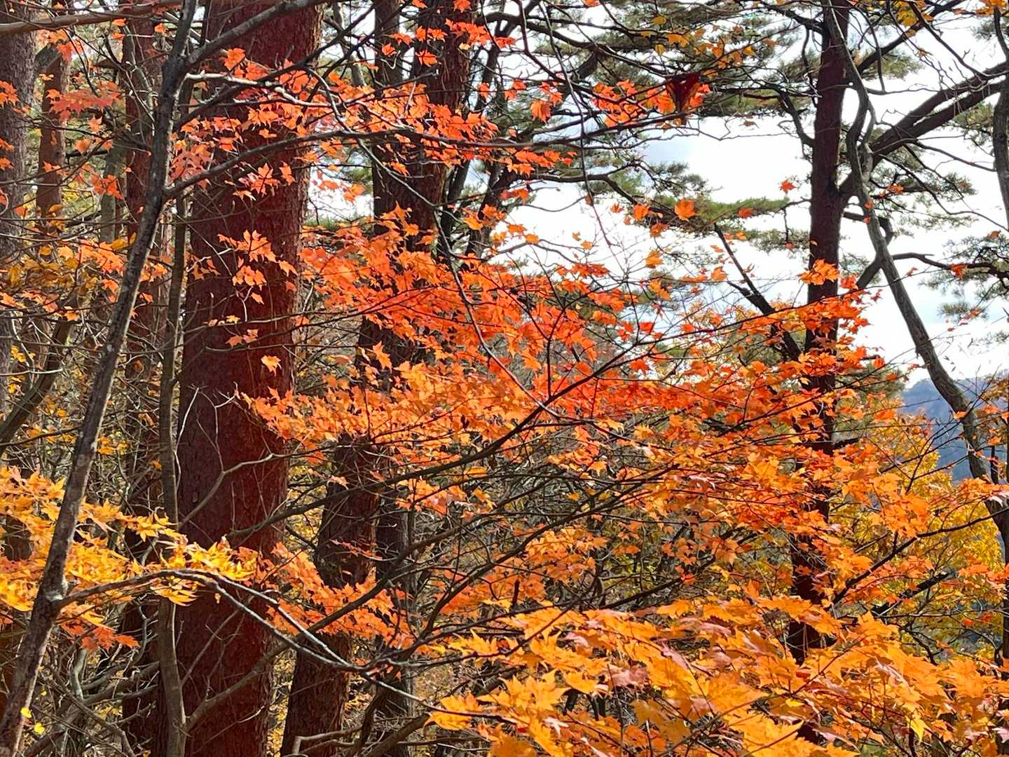 オレンジのグラデーション🍊
