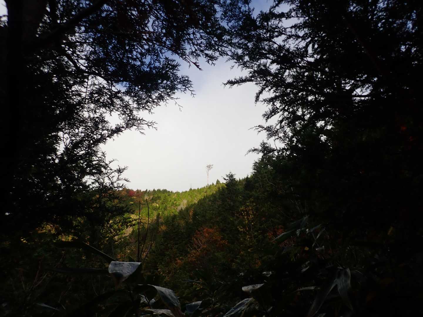 二合目の一本檜が見えます