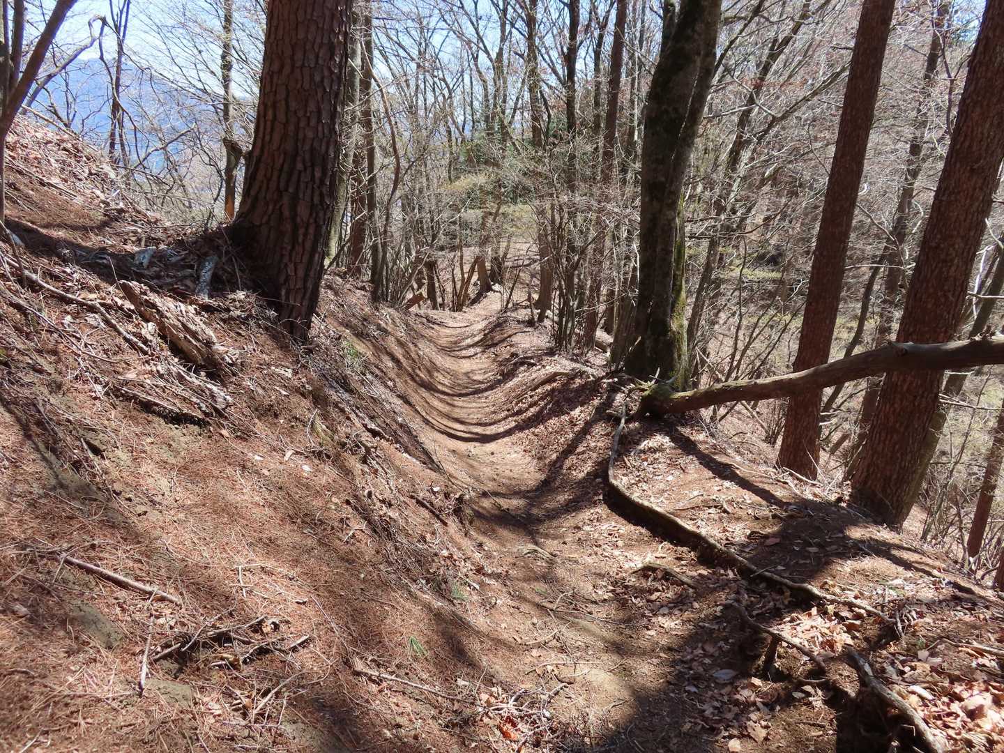 ヒノキの樹林帯を抜けました。
日当たりが良くて気持ちも明るくなりました。