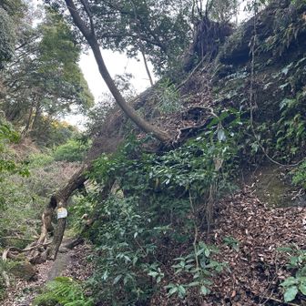 立入禁止の原因はこの倒木😅
普通に通過出来ますよ！