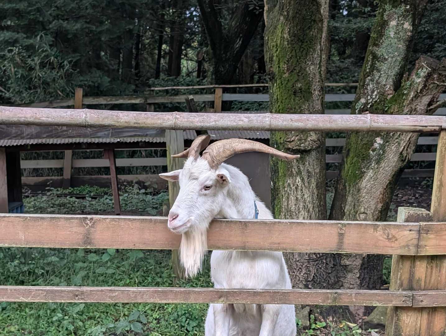 やぎさんいた