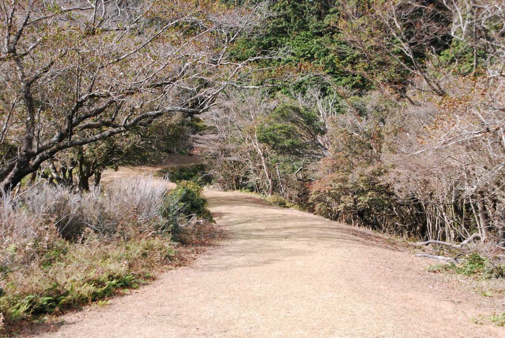 ウキウキルンルン🎶の道。