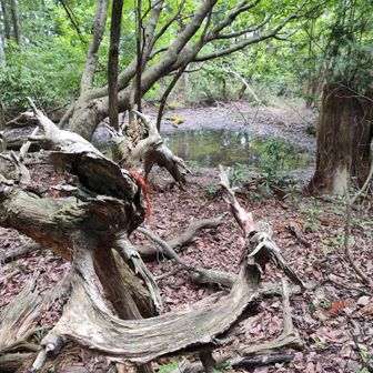 まとわりつく湿気：蛇ヶ池に近づくと風ひとつないのに、肌にまとわりつく空気だけが異常に冷たく湿っている。蛇ヶ池の脇には禍々しい形の朽ちた切り株が進入者を拒むように佇む　これ以上近づいてはいけないと心の声に従う
