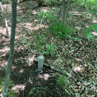 同じような道が続き、あっという間に大月峰の山頂に到着！！
こちらにも山頂標識はなく、杭がささってるのみ。
ここも単なる通過点で通り過ぎてしまうだろうなぁ(⌒-⌒; )