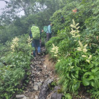コバイケイソウ　今年は北海道でも当り年でしょうか