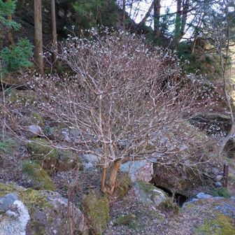 登山口付近にあったミツマタの木。つぼみがたくさんありました。