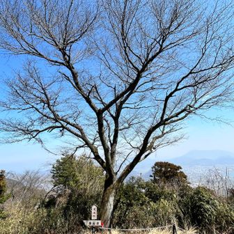 山桜
写真やと伝わりにくいけど、すごい大きくて立派なの