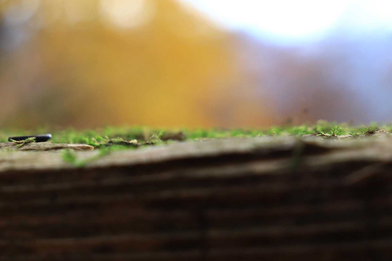 コケ♡を撮りたかったのに
ピントが。。
どこ😅