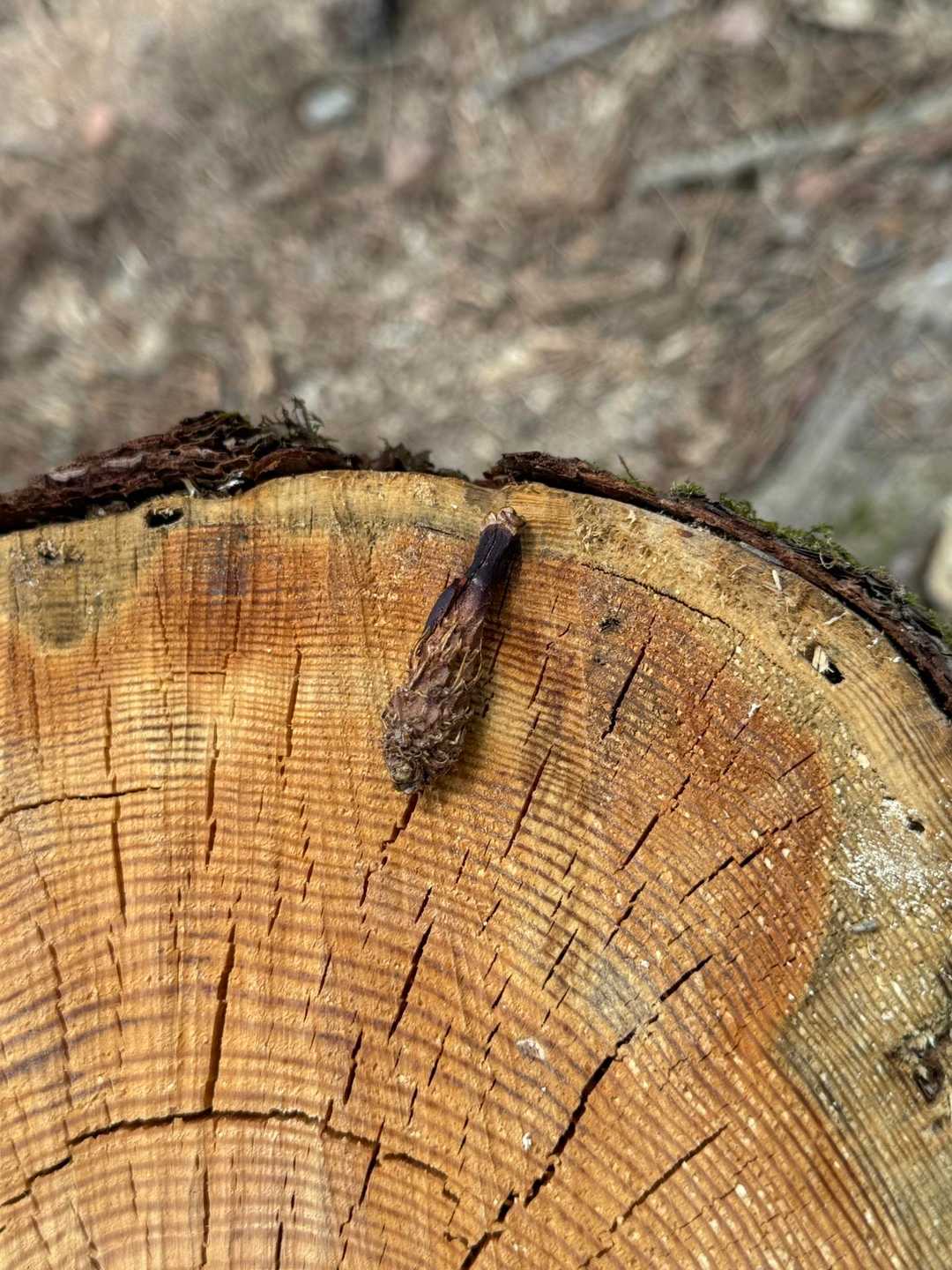 松ぼっくりをリスがかじって食べた後、芯の部分だけが残った状態。海老フライに似てるので、エビフライと呼んでるそうです。