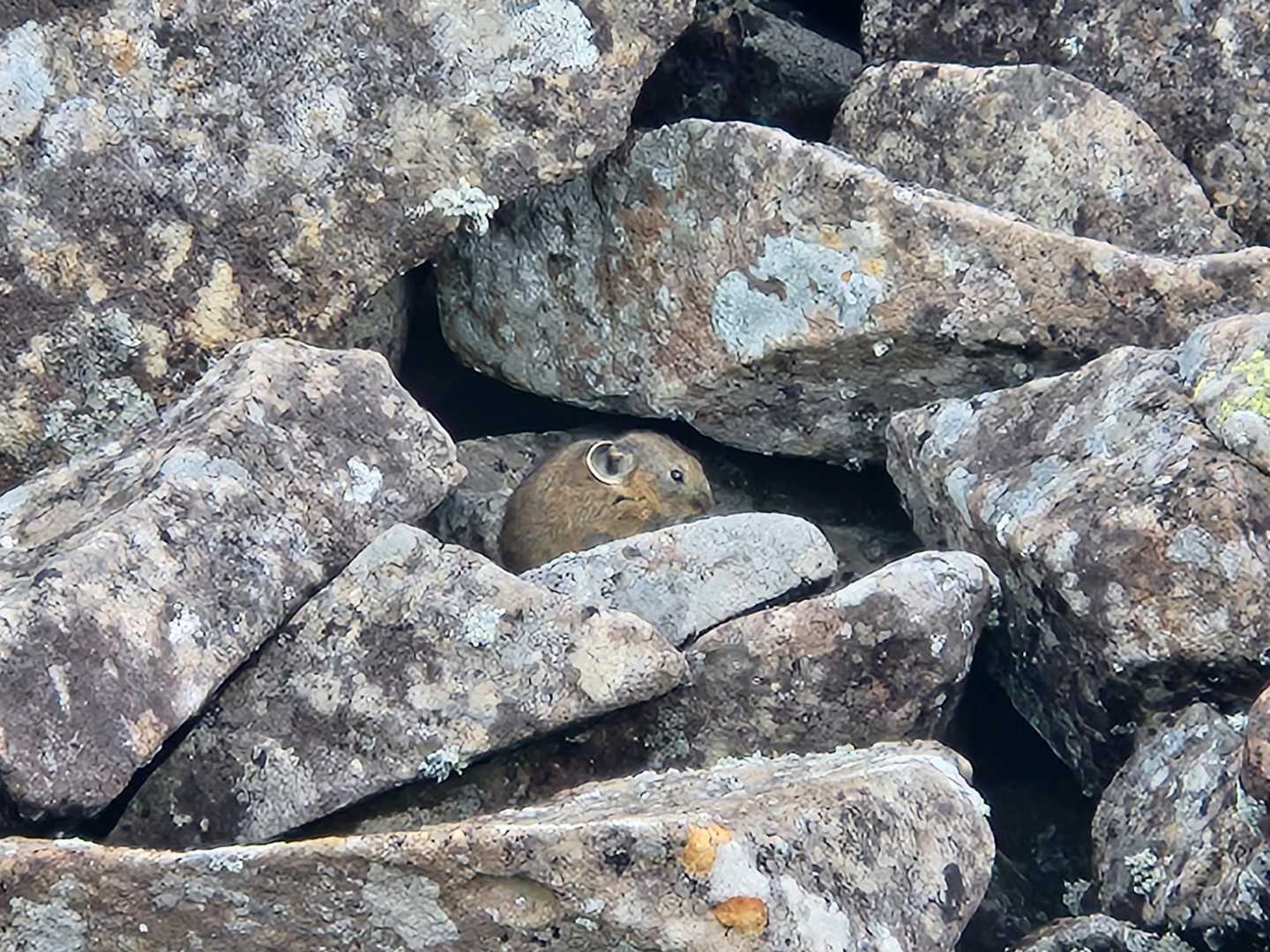 ナキウサギ