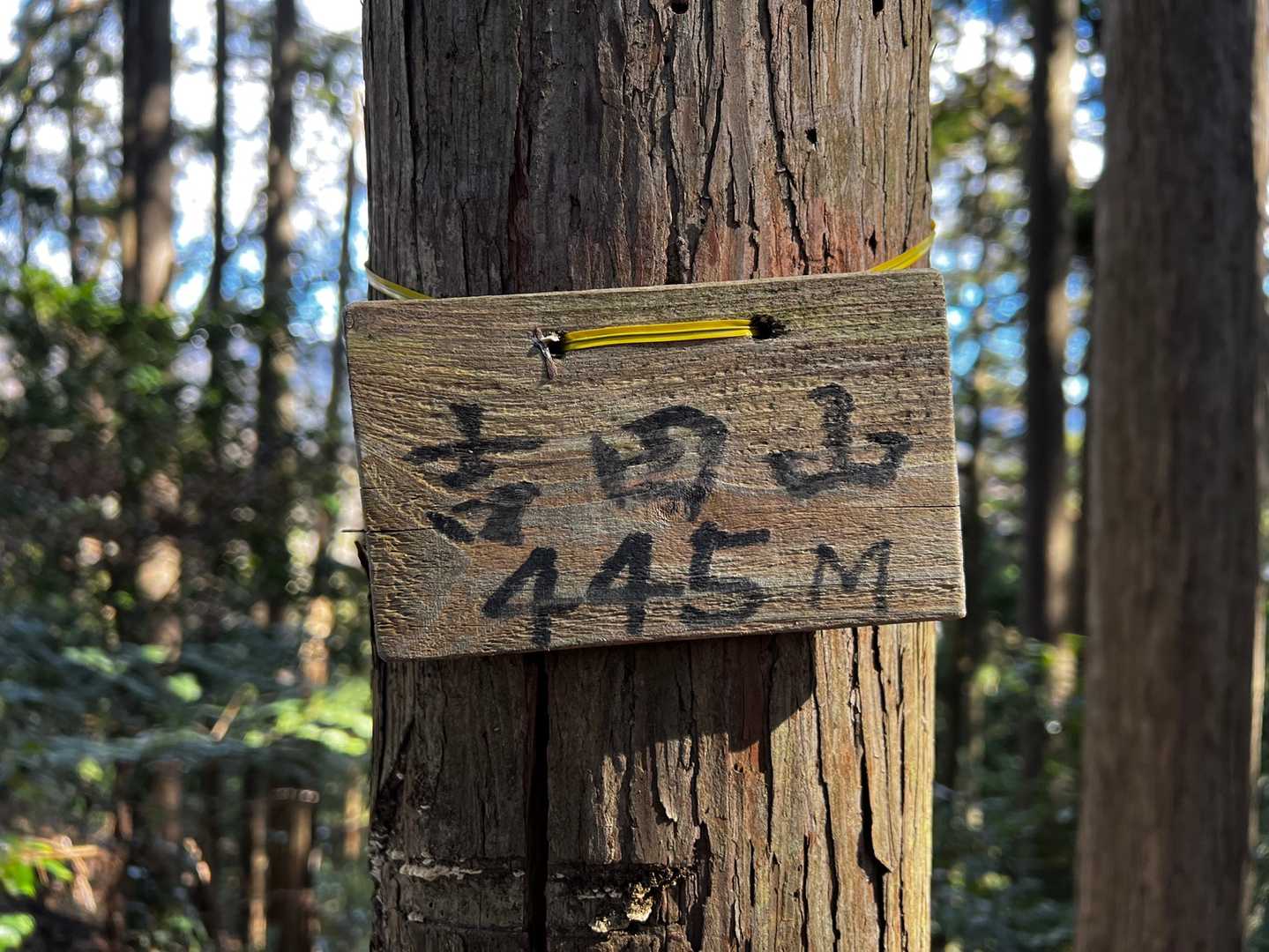 吉田山⛰飯能百名山