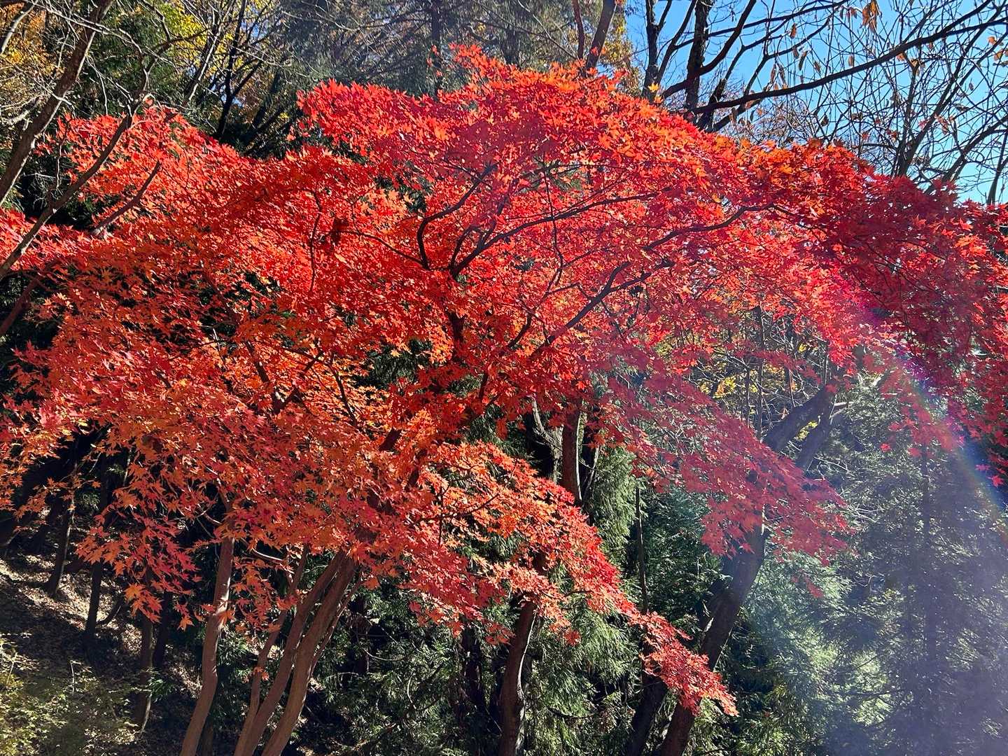 真っ赤っか🔴