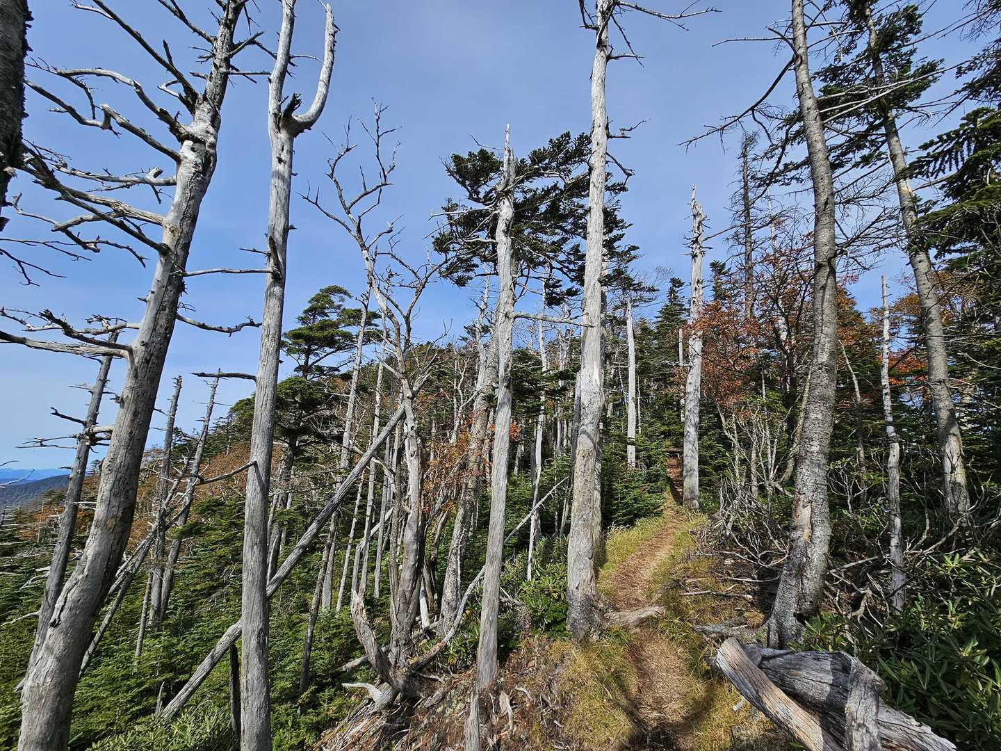 金精峠登山口-金精峠-温泉ヶ岳-根名草山 往復コースの写真