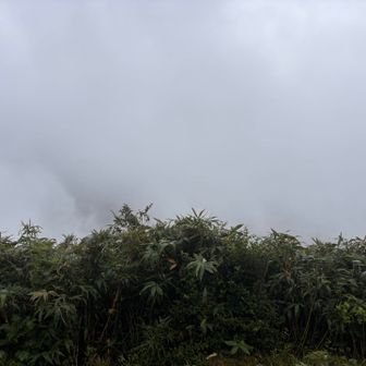 真っ白