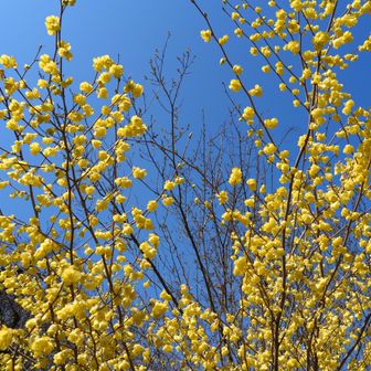 日向水木（ヒユウガミズキ）今回イチオシの花❗