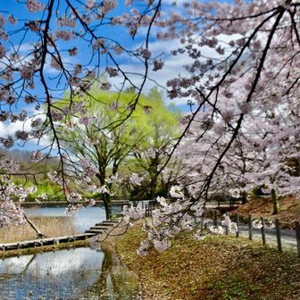久しぶりの青空🩵

赤谷ため池の桜　
