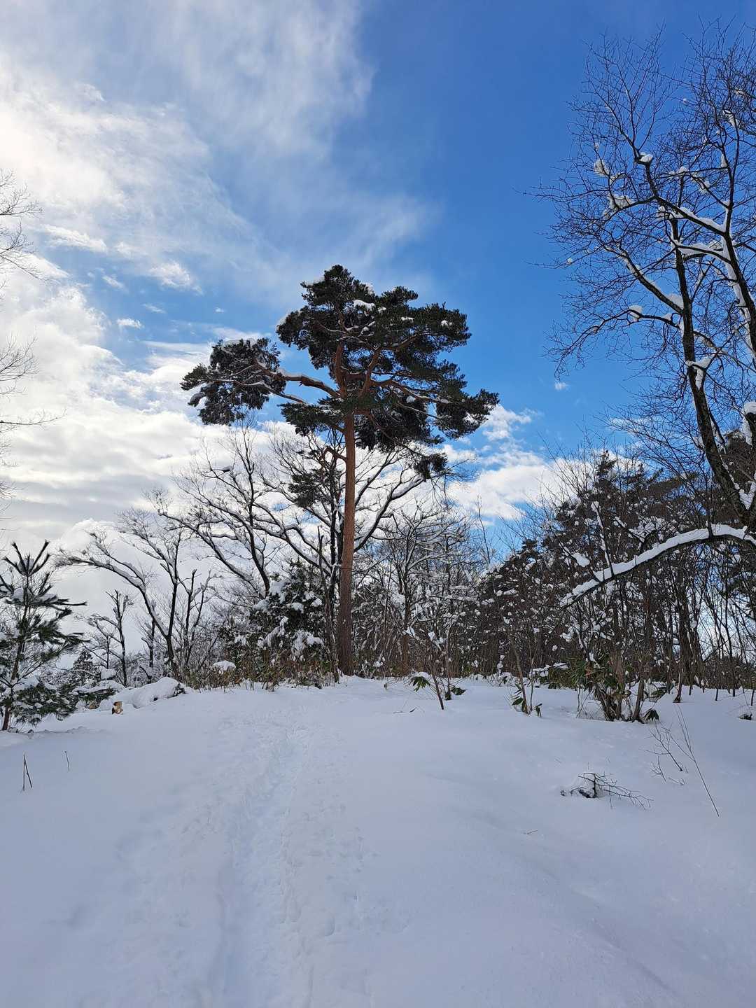 途中の青空💙
4つ目、焼山の標識見落とした（笑）
二王子岳は見えず