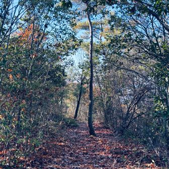 平坦なところが多い。
ちょっと走ってみる。

17キロ、高低差1400m
傾斜が緩いのかと思って臨んだのですが、こういうなだらかな区間が意外と多いんです。
感覚としては、14キロ、1400mのコースに3キロのおまけがつく感じ。