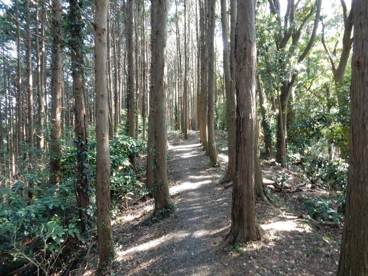 大黒様-御殿山 往復コースの写真