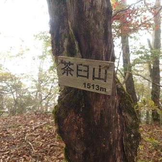 茶臼山、登山道の外れにピークがあります
