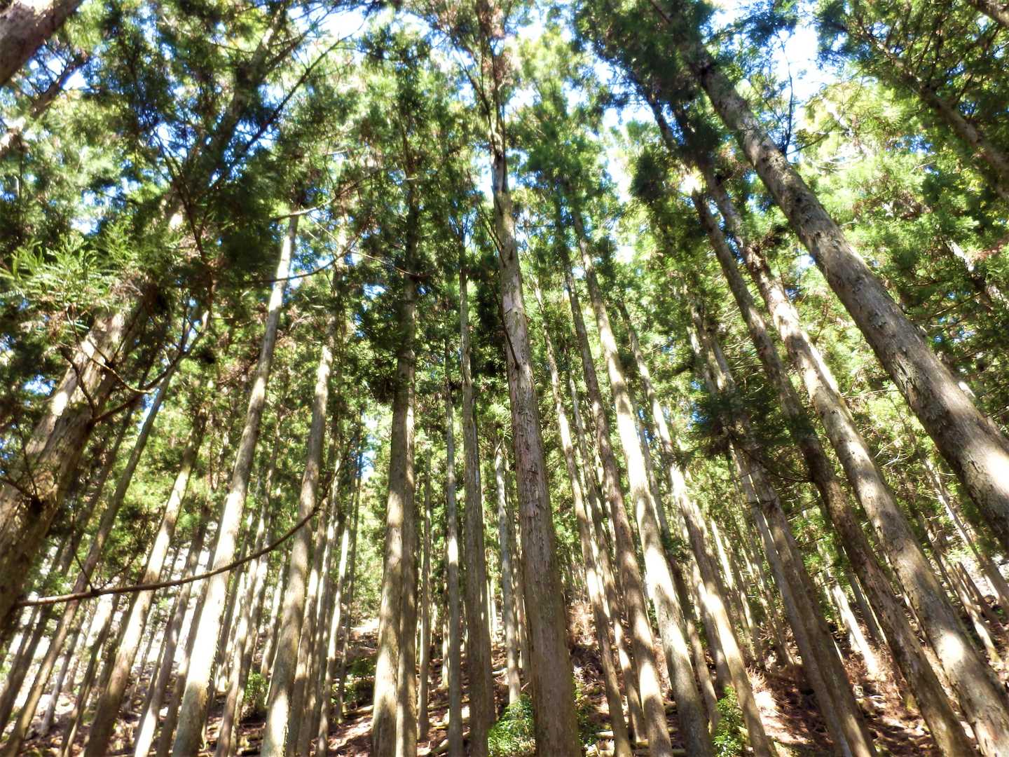 局ヶ岳神社-局ヶ岳 周回コースの写真
