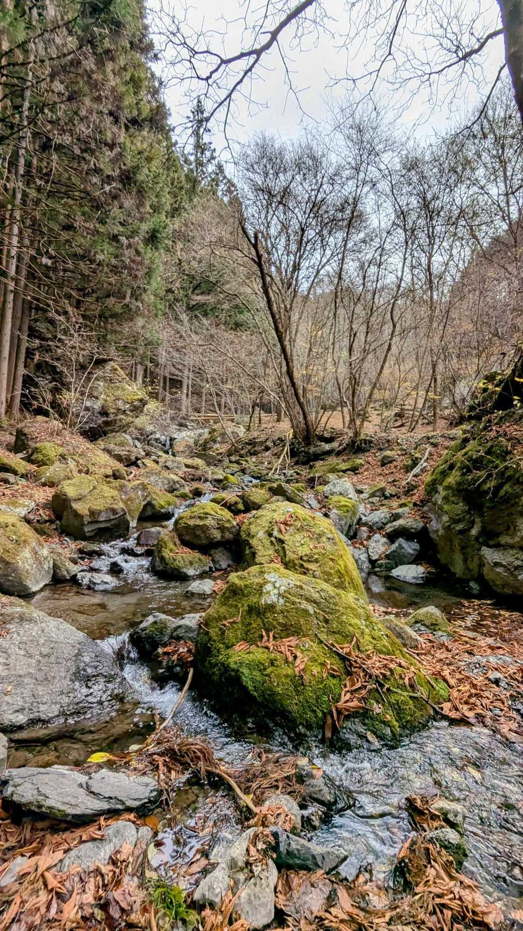 苔ててここも良き👍