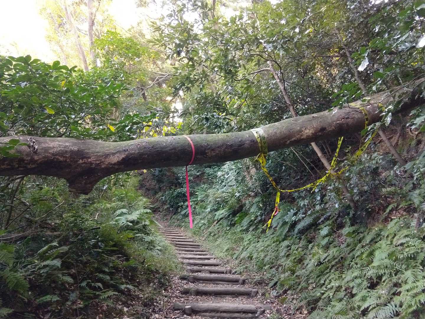 大楠山 周回コースの写真